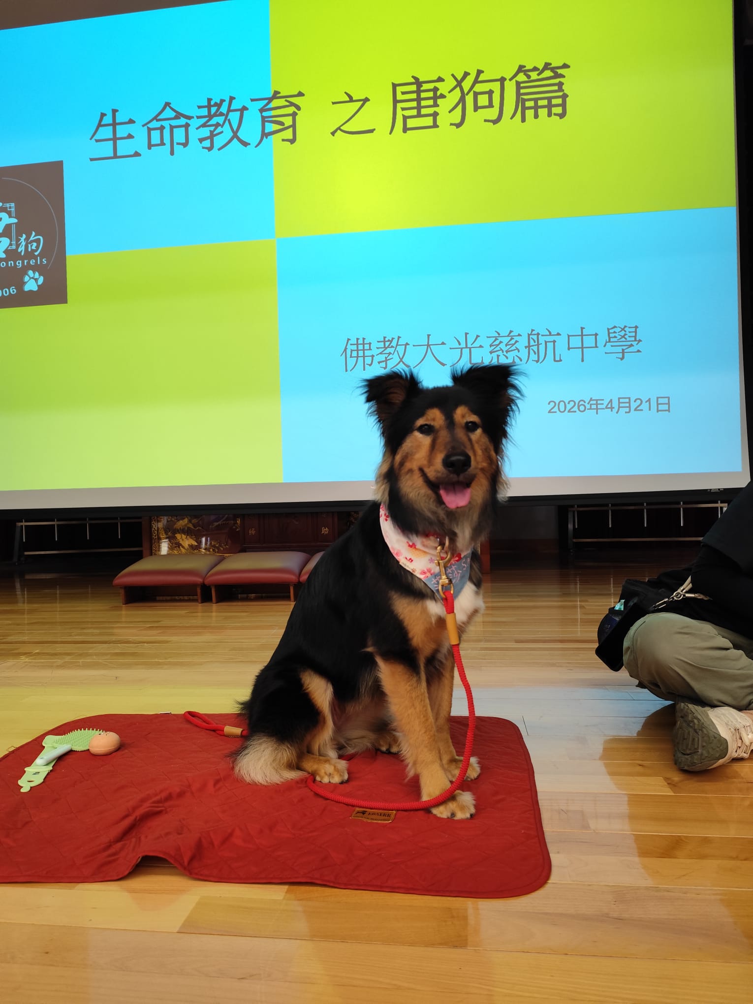 莎莎