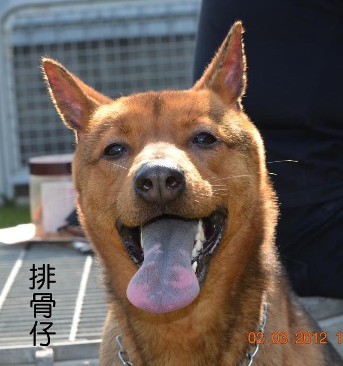 排骨