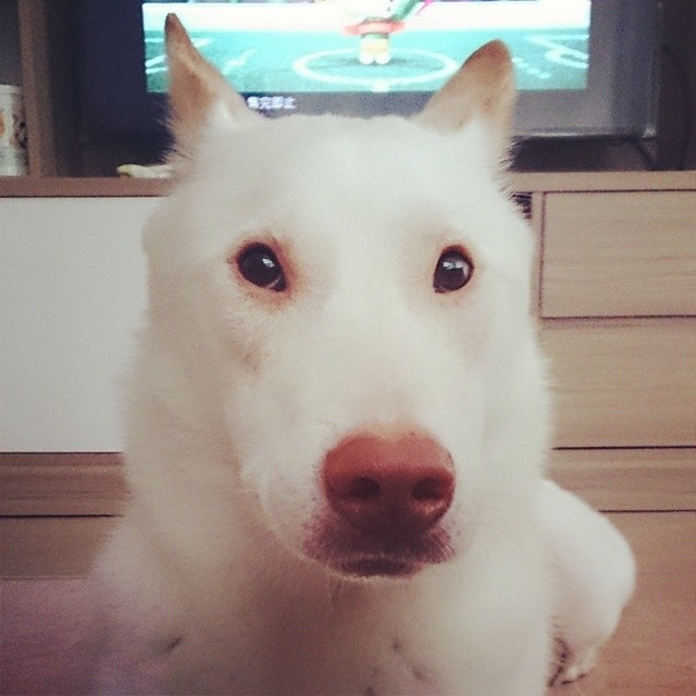 小白熊