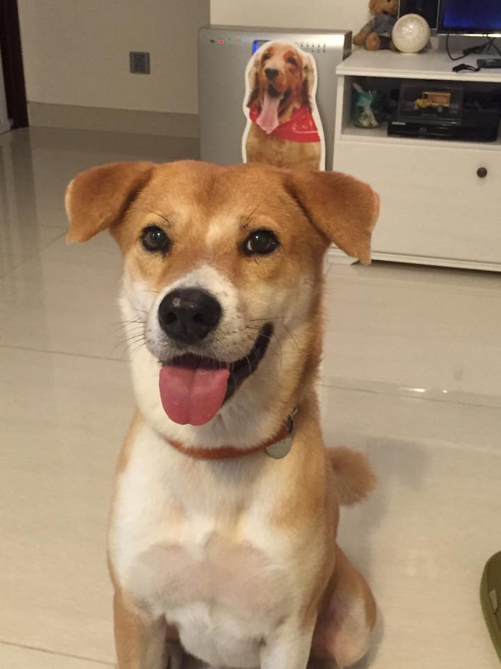 南瓜